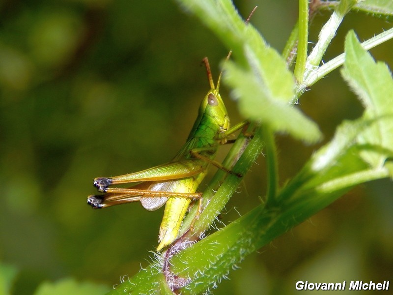 Chrysochraon dispar